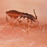 UGR scientists break new ground in Chagas disease research